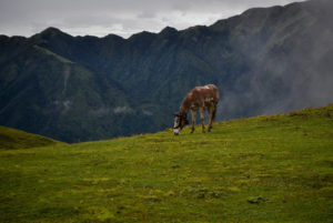 Ali Bugyal